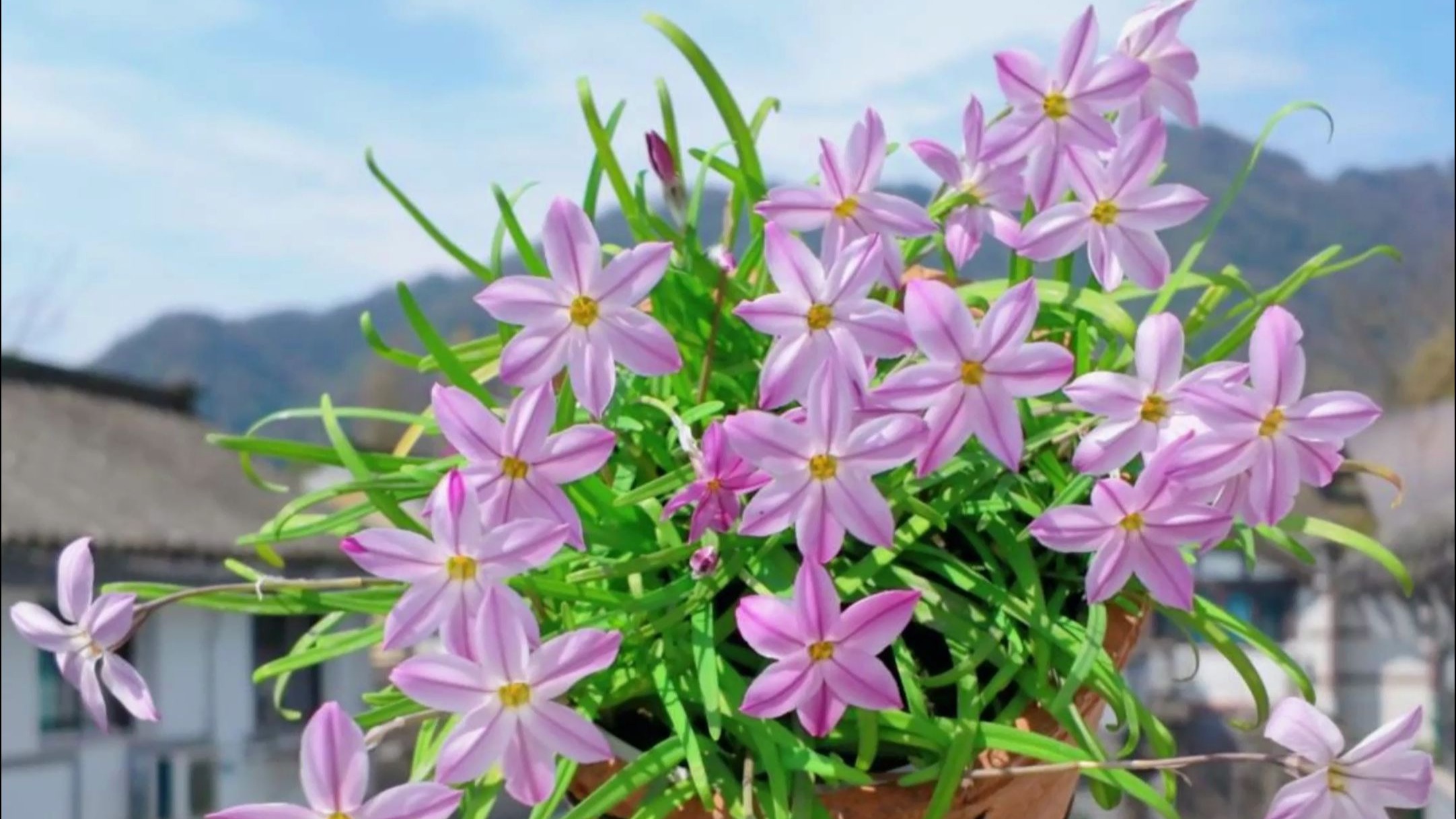 每年复花的花韭,太阳下面真好看!