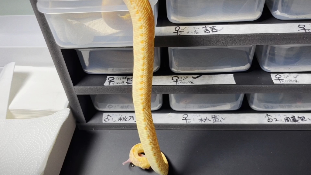 【牛蛇】苗子的喂食片段存货