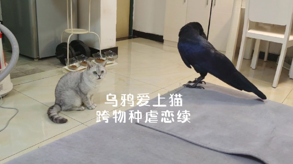 [图]乌鸦爱上猫跨物种虐恋续