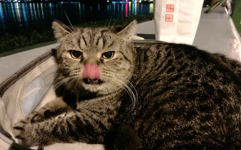 怂猫_哔哩哔哩_bilibili