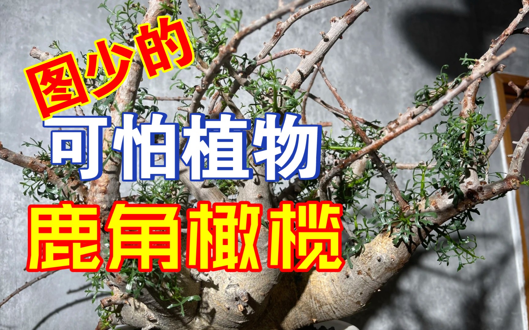 第412弹:史上图最少的神秘植物,纳米比亚十二剑圣之二鹿角橄榄Commiphora cervifolia哔哩哔哩bilibili