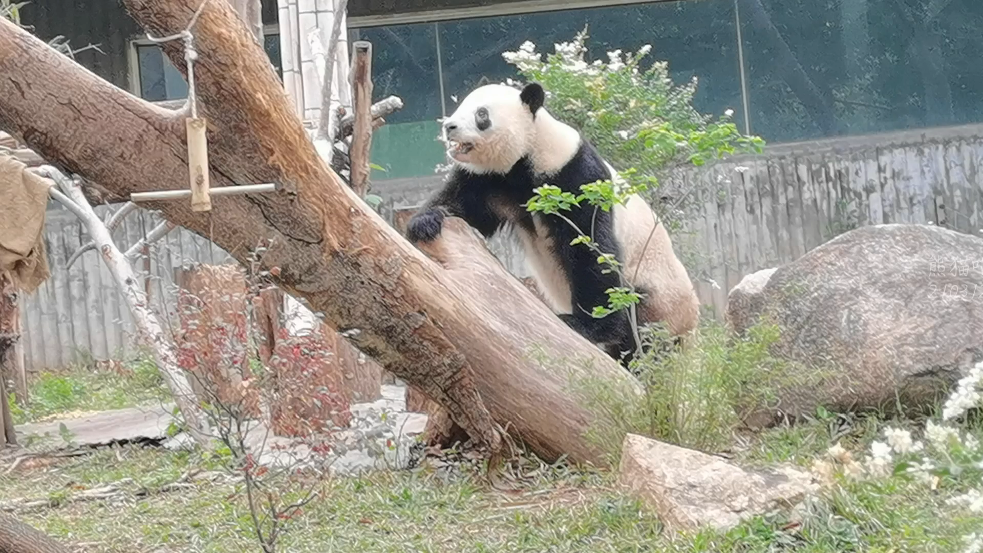 【大熊猫星一】爬树的星一jio滑了