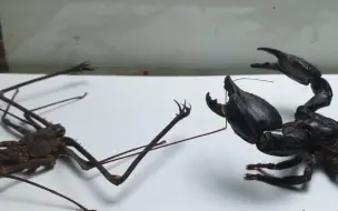 下载视频: 鬼鞭蛛VS雨林蝎，激情拳击擂台赛