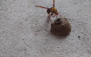 泥蜂在家里筑巢风水图片