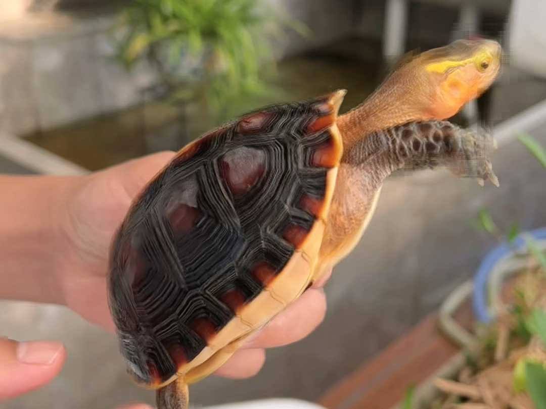 养了好几年的安缘闭壳龟,品质沉淀的非常好