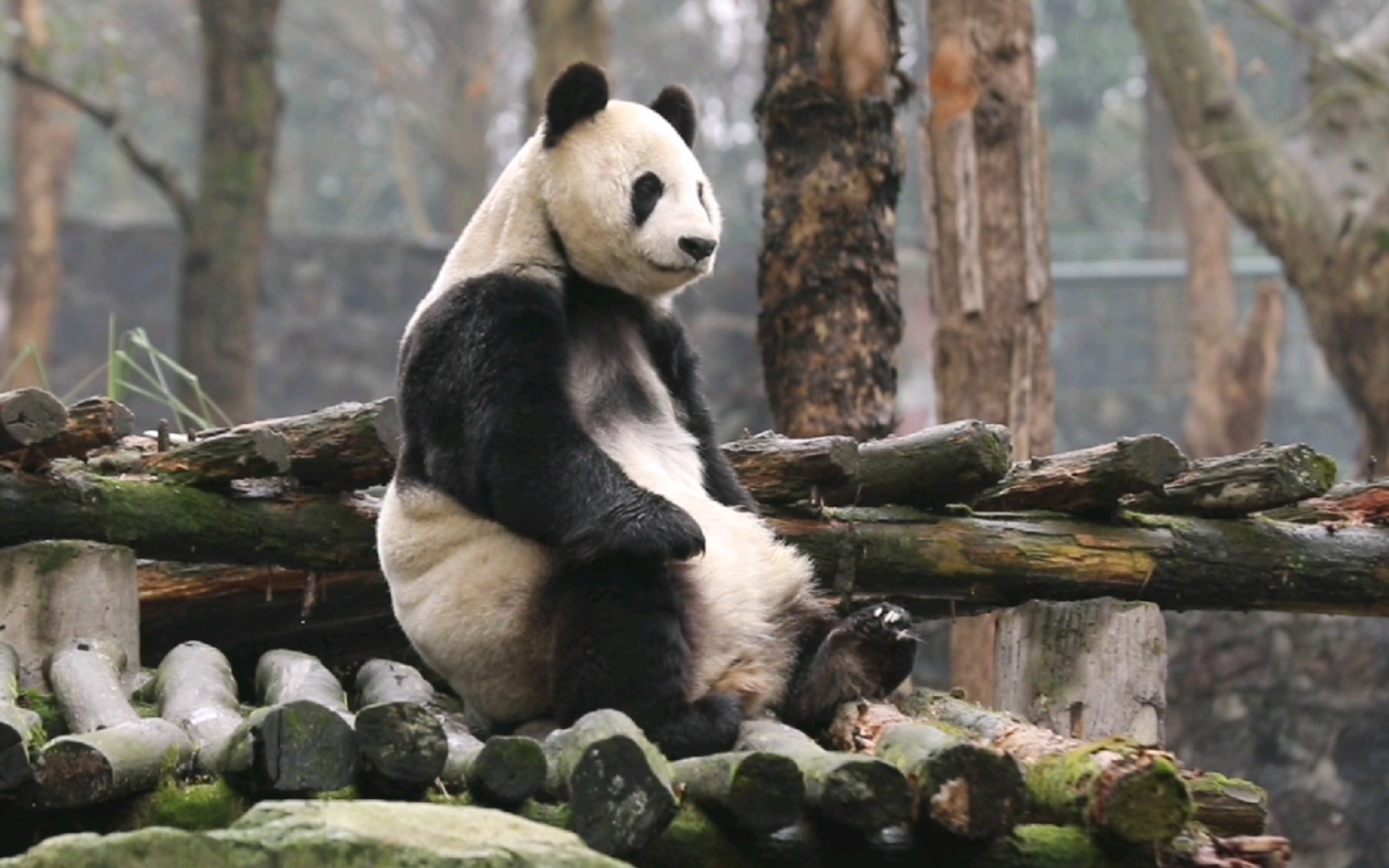 奶气白云春雨中挠痒后霸气坐姿【大熊猫白云】22_哔哩哔哩_bilibili