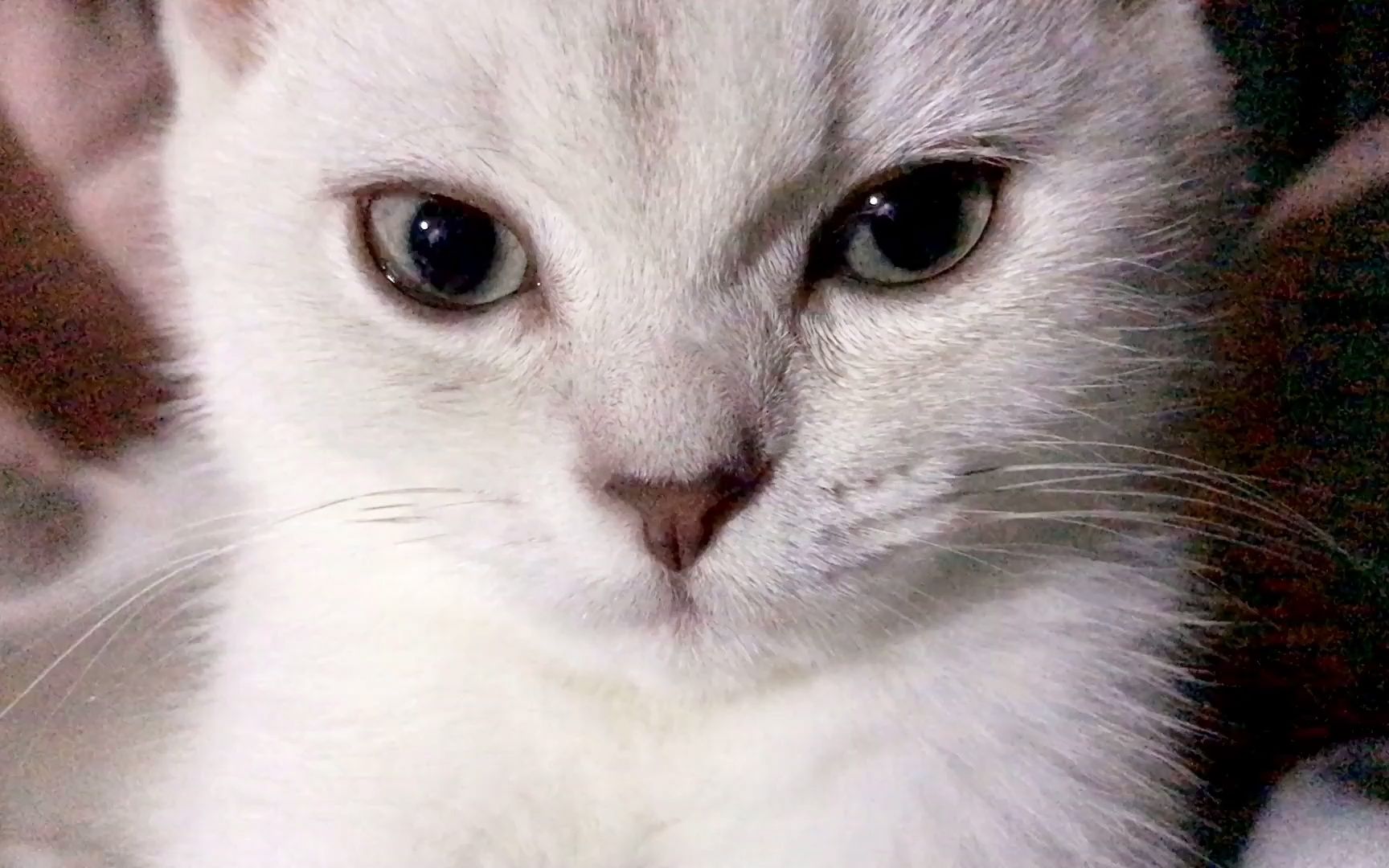 猫咪晚上不睡觉,瞪着一双无辜的大眼睛,非要躺在铲屎官胸口上