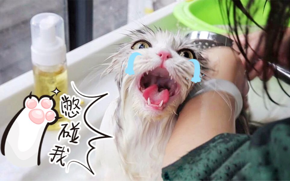 短腿猫被主人暴力洗澡气得大喊老吴救命明明说好只洗屁屁又骗猫