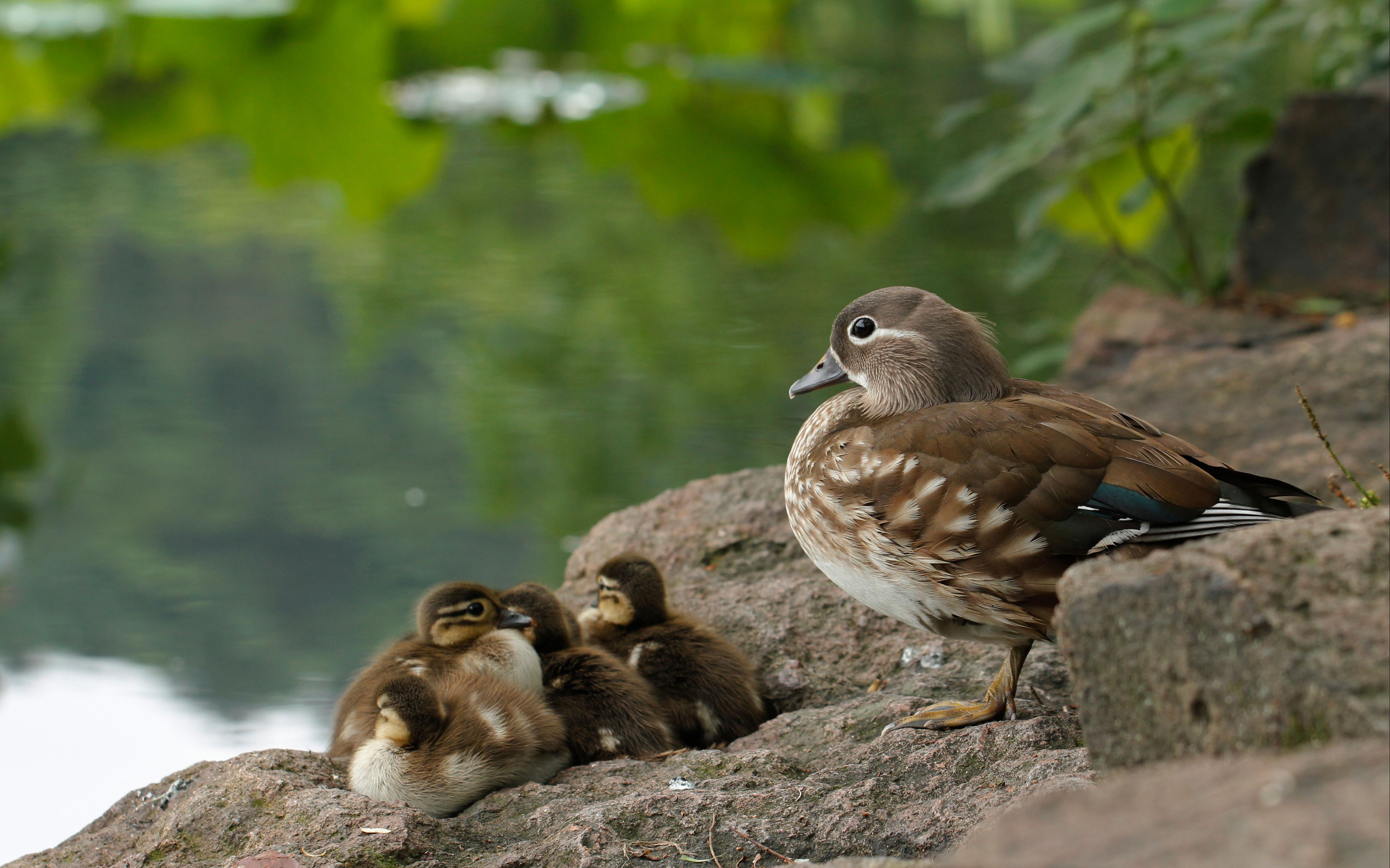 【鸳鸯宝宝】杭州西湖上两家小鸳鸯的生活故事