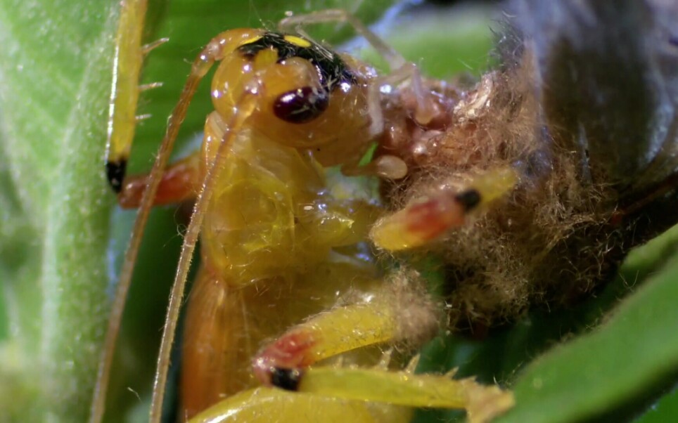 [生肉]昆虫生死斗第二季全季哔哩哔哩bilibili