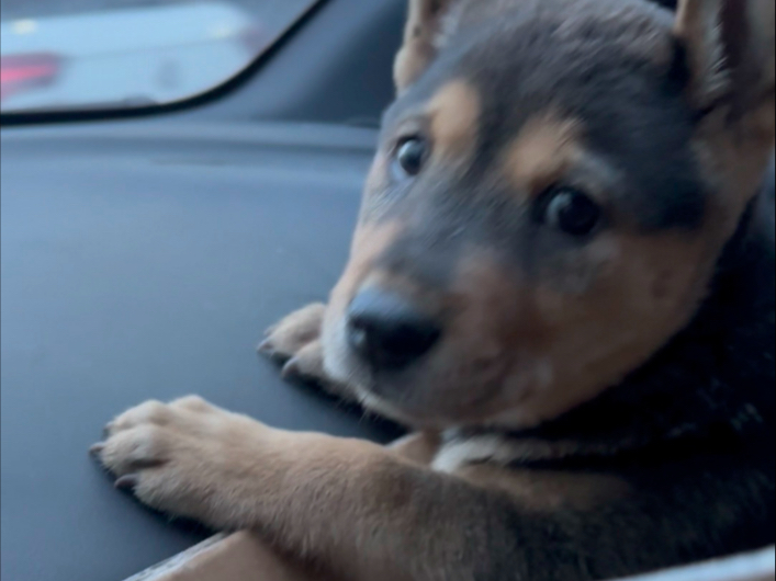 希望它能陪我很久很久