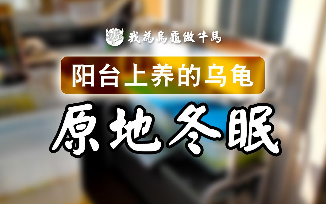 带你看看我家乌龟的冬眠环境!哔哩哔哩bilibili