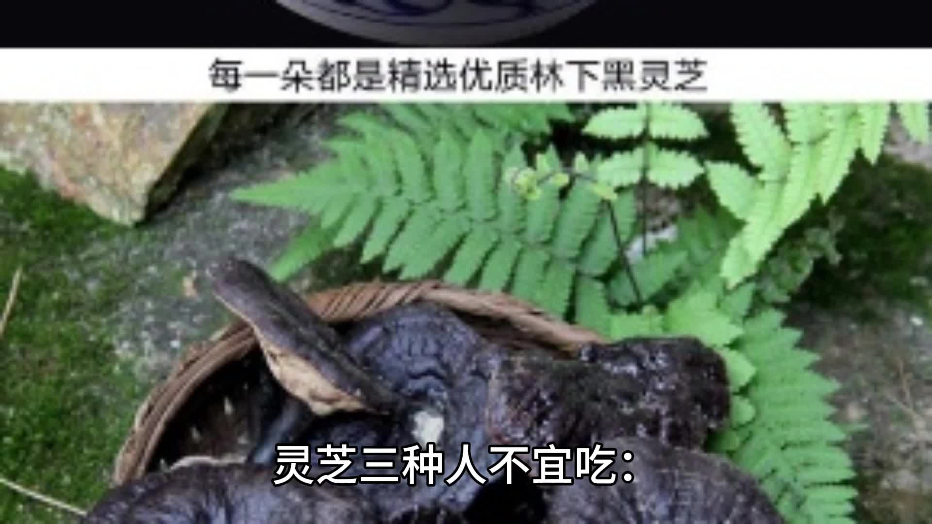 灵芝三种人不宜吃:灵芝虽好,但这三种情况吃它就是浪费!哔哩哔哩bilibili