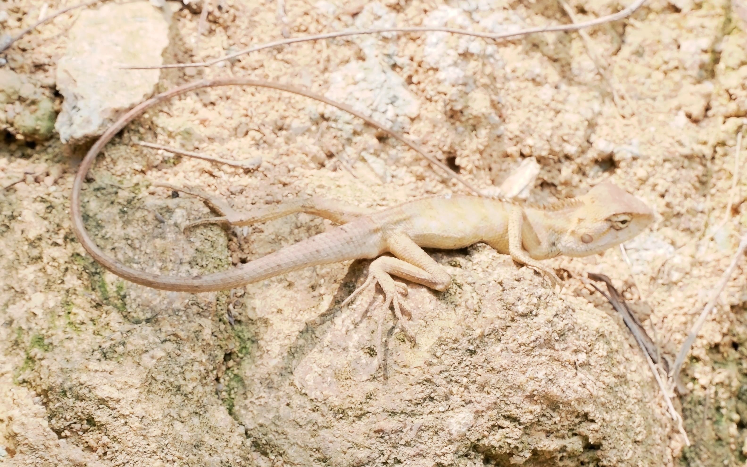 【行为图鉴】变色树蜥 长长的尾巴