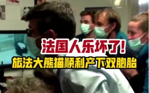 Download Video: 法国人乐坏了！旅法大熊猫“欢欢”顺利产下双胞胎，两只幼崽状态良好