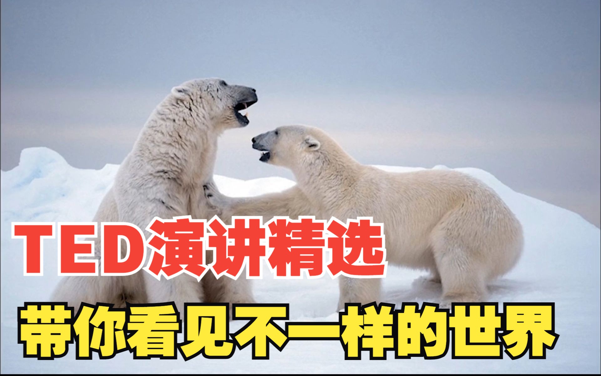 【中英双语】TED英语演讲:国家地理传奇摄影师保罗ⷥ𐼥…‹伦;带你看见罕见的世界哔哩哔哩bilibili