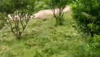 绿会文明驿站弘毅生态农场广西柑橘基地沙糖桔开始挂果啦！