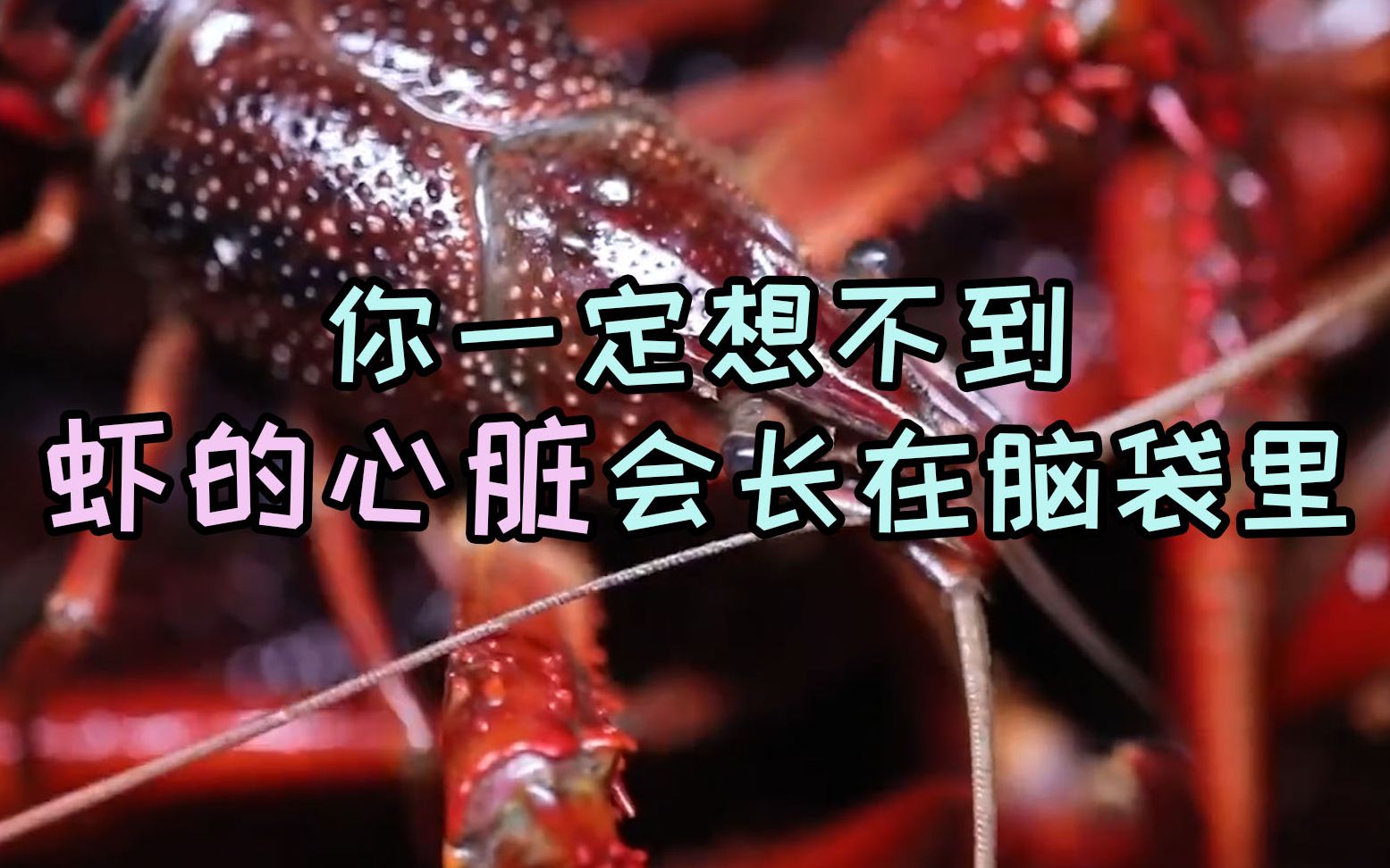 吃了这么多年的虾现在才知道原来虾的心脏在这里