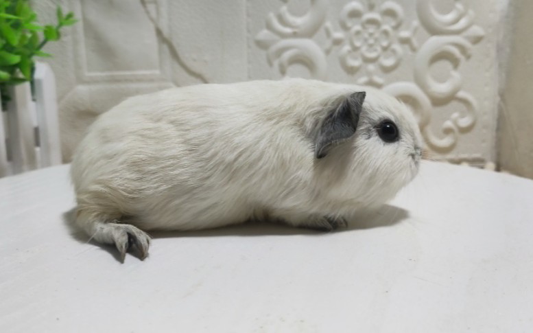 荷兰猪豚鼠加州英短泰迪奶黄白白加州天竺鼠