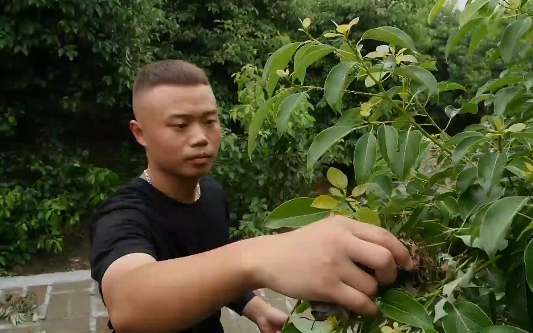 [图]【每日农经】浑身是宝的龙脑樟