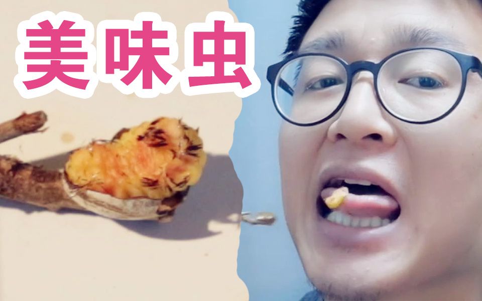 [图][柿子君]半夜饿了活吃毛毛虫！大补啊！黄色的油儿顺着牙齿流下来！东北特产洋辣罐油炸更香啊啊！