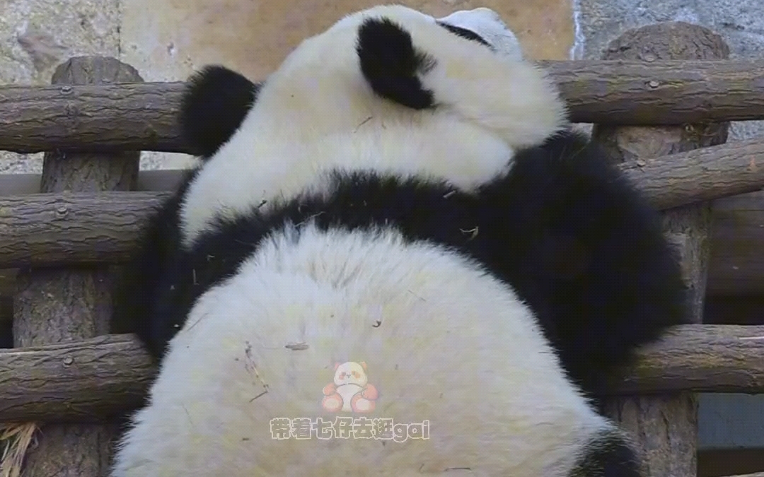 【大熊猫锦小七】这是谁家晒的小玩偶,没人要我可捡回家了99#大熊猫