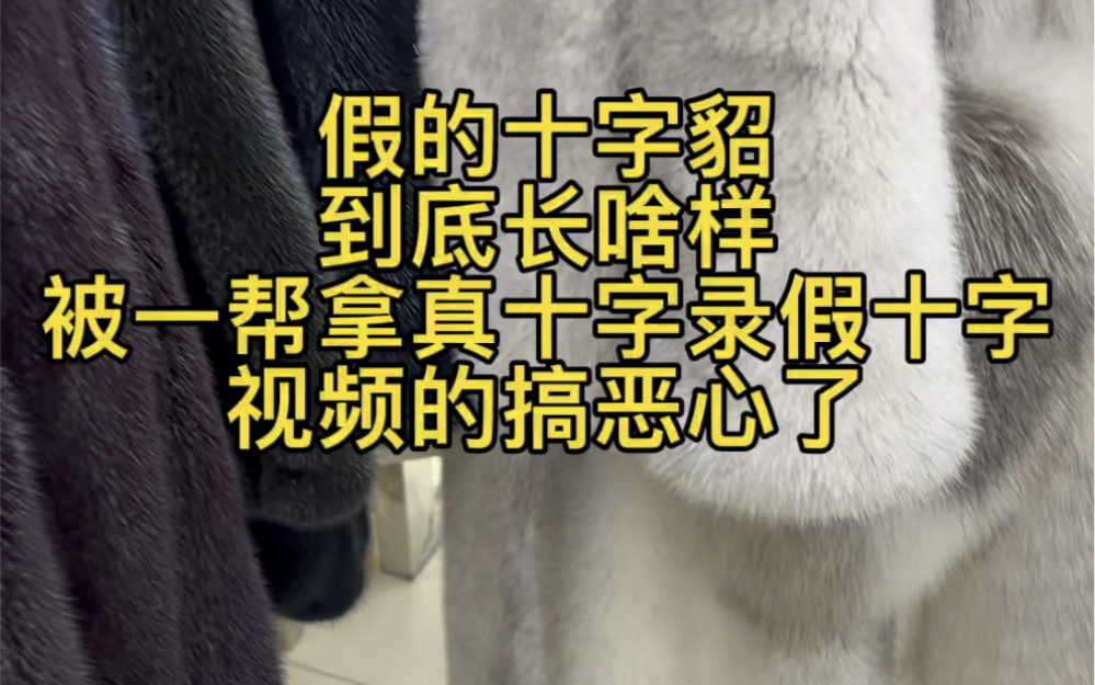 【里昂hrb】假的十字貂到底长啥样,被一帮拿着真十字录假十字视频的搞恶心了哔哩哔哩bilibili