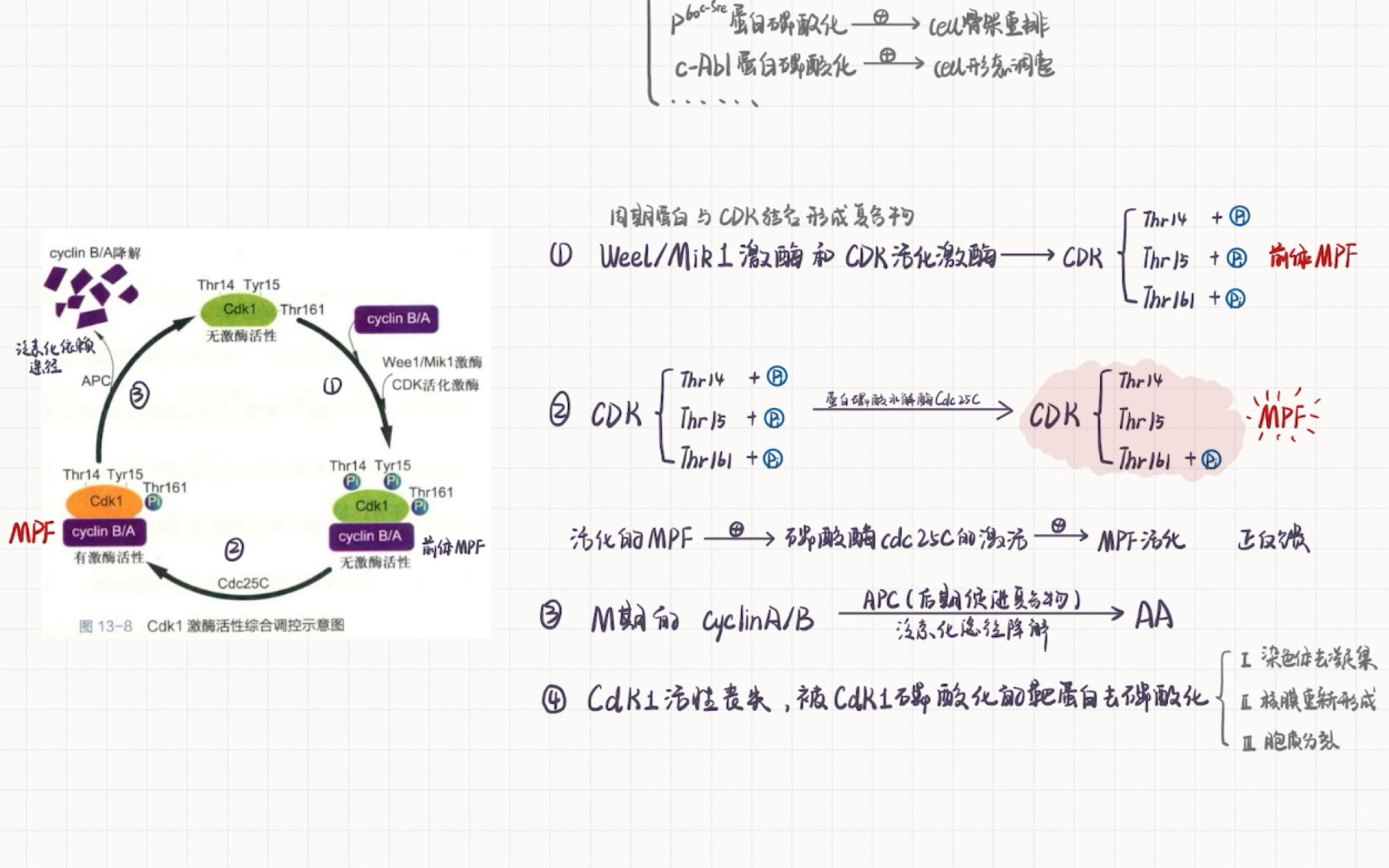 自用复盘:MPF(Cdk1)的关键性调控作用和G2到M期的转化哔哩哔哩bilibili