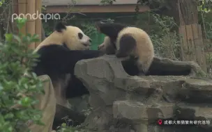 Скачать видео: 那是用来喝的！不能洗脚！