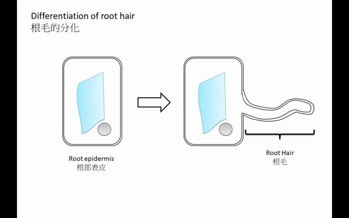 木质部和韧皮部的分化 Differentiation of xylem and phloem哔哩哔哩bilibili