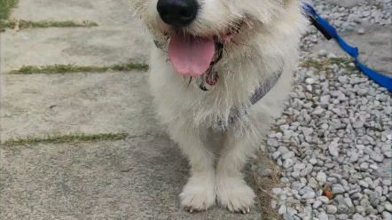 小八字脚也要立正!