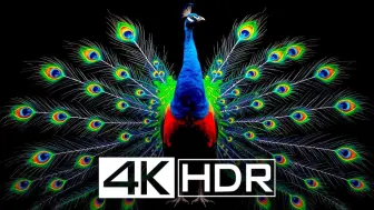 Download Video: 【4KHDR 真彩®】 彩色爆发HDR杜比视界