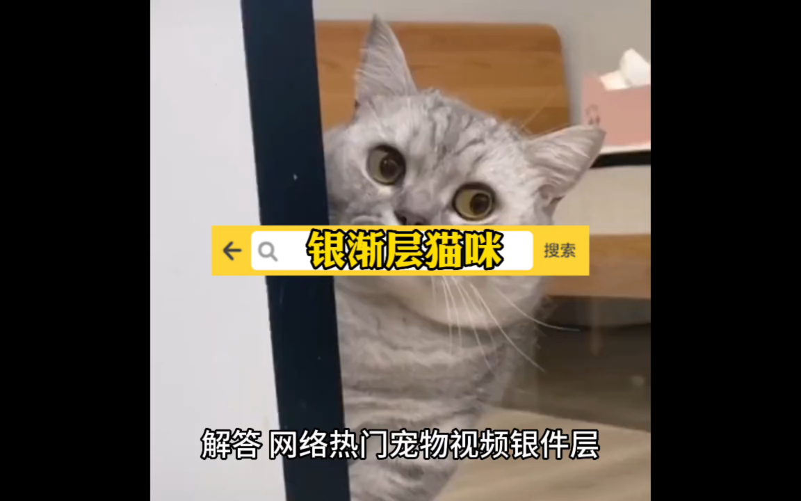 浅银层猫咪哔哩哔哩bilibili