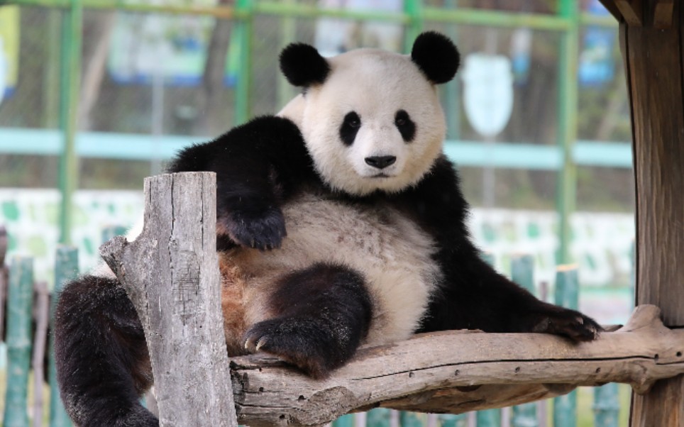 【大熊猫思嘉】思嘉,能去我家帮忙抓蚊子吗