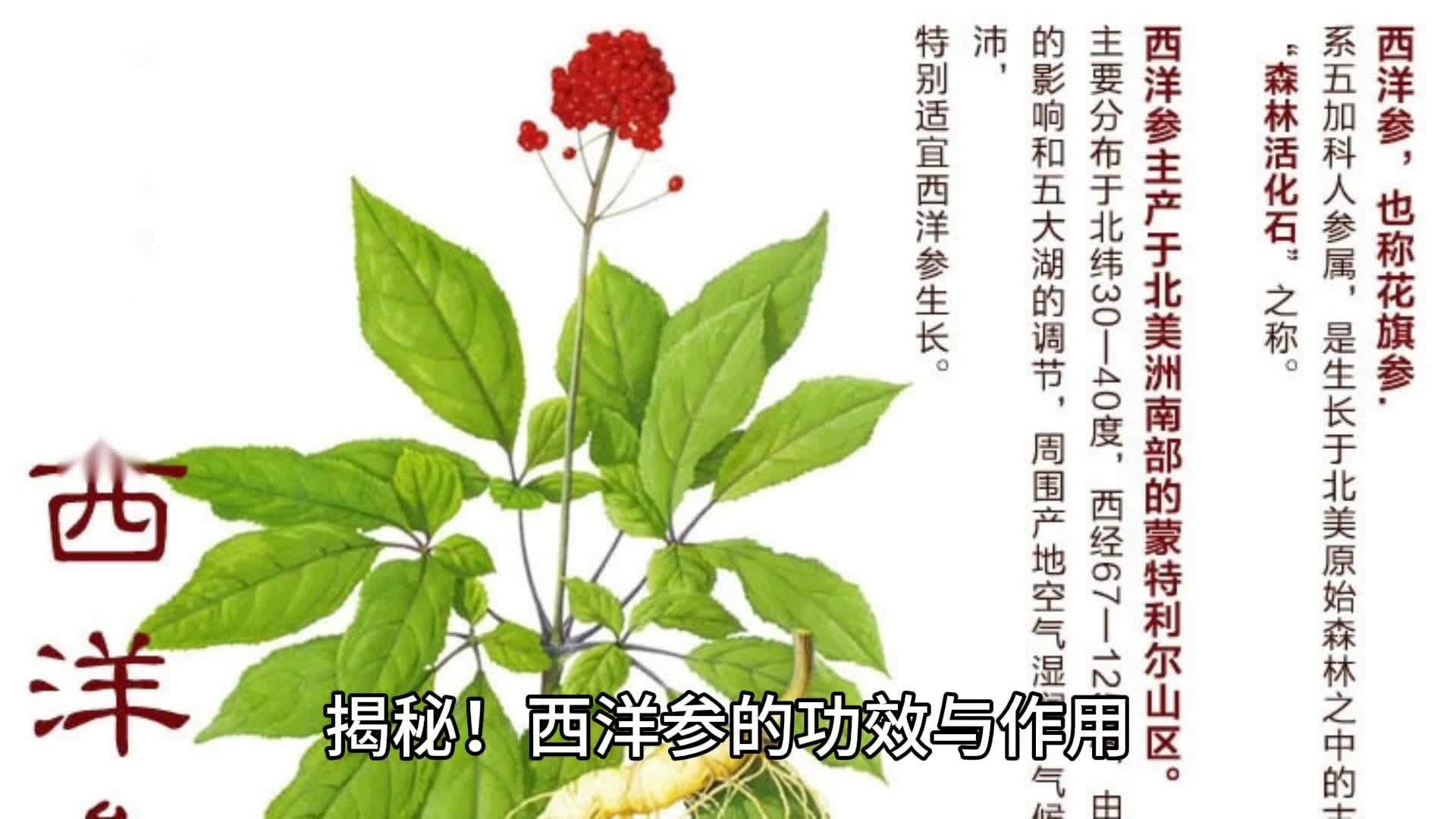 揭秘!西洋参的功效与作用,这5类人吃了竟然好处多多!