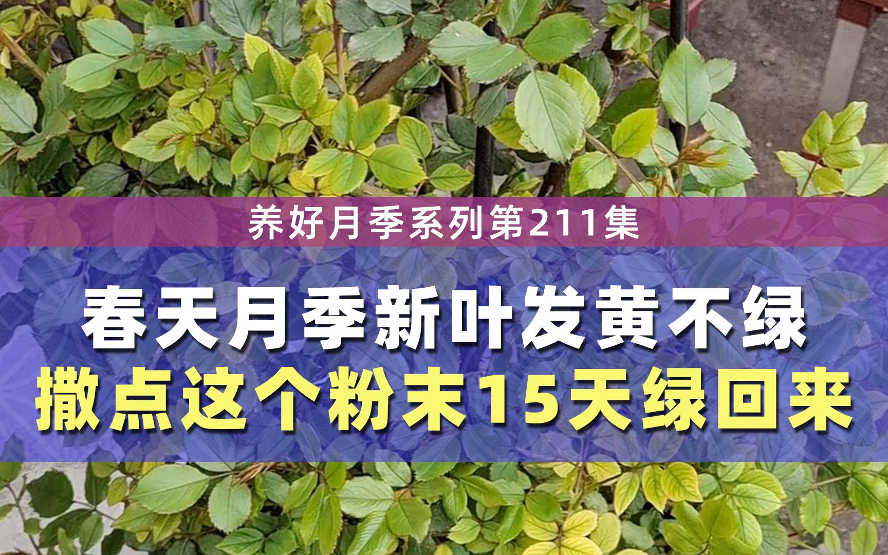 春天月季新叶发黄不绿?撒点这个粉末15天绿回来哔哩哔哩bilibili