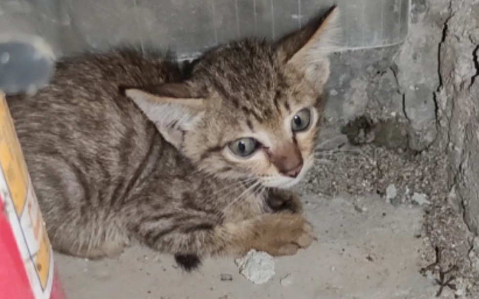 [图]捡到一只小狸花猫