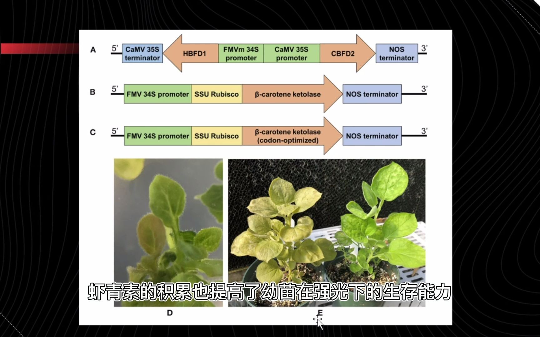 每日一合成生物学进展 2022.2.9 本氏烟草中植物源虾青素合成途径的工程研究.哔哩哔哩bilibili