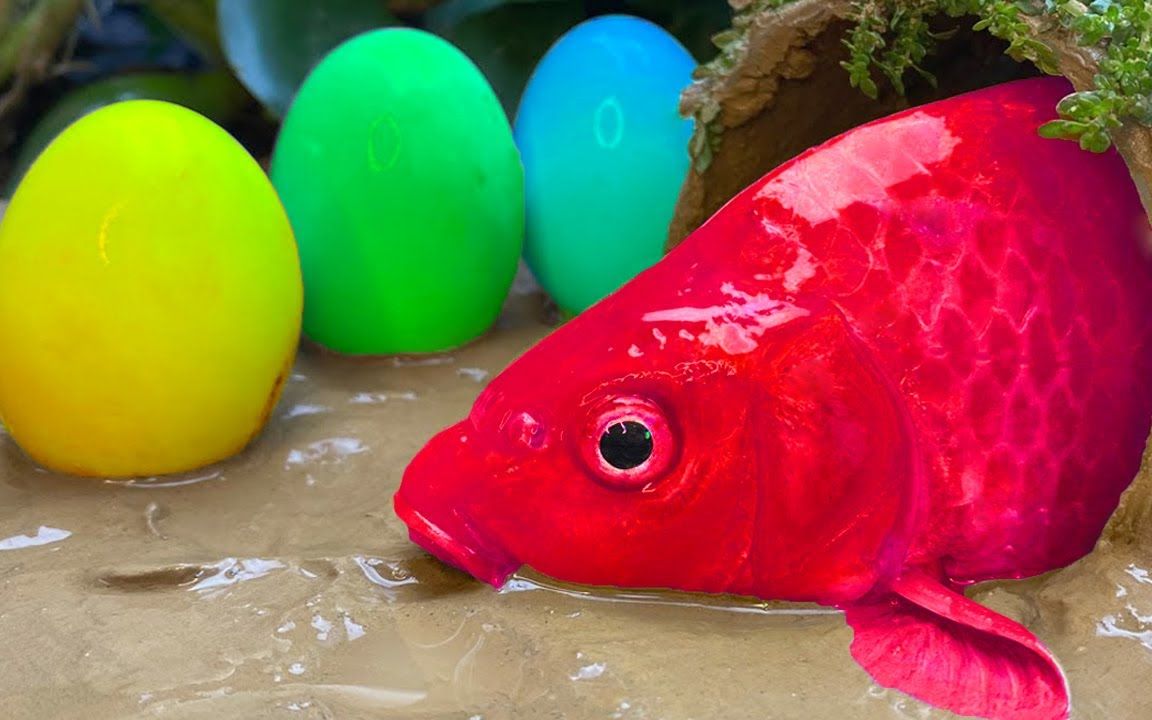 红鱼蛋运动实验大鱼吃鳗鱼的趣味烹饪