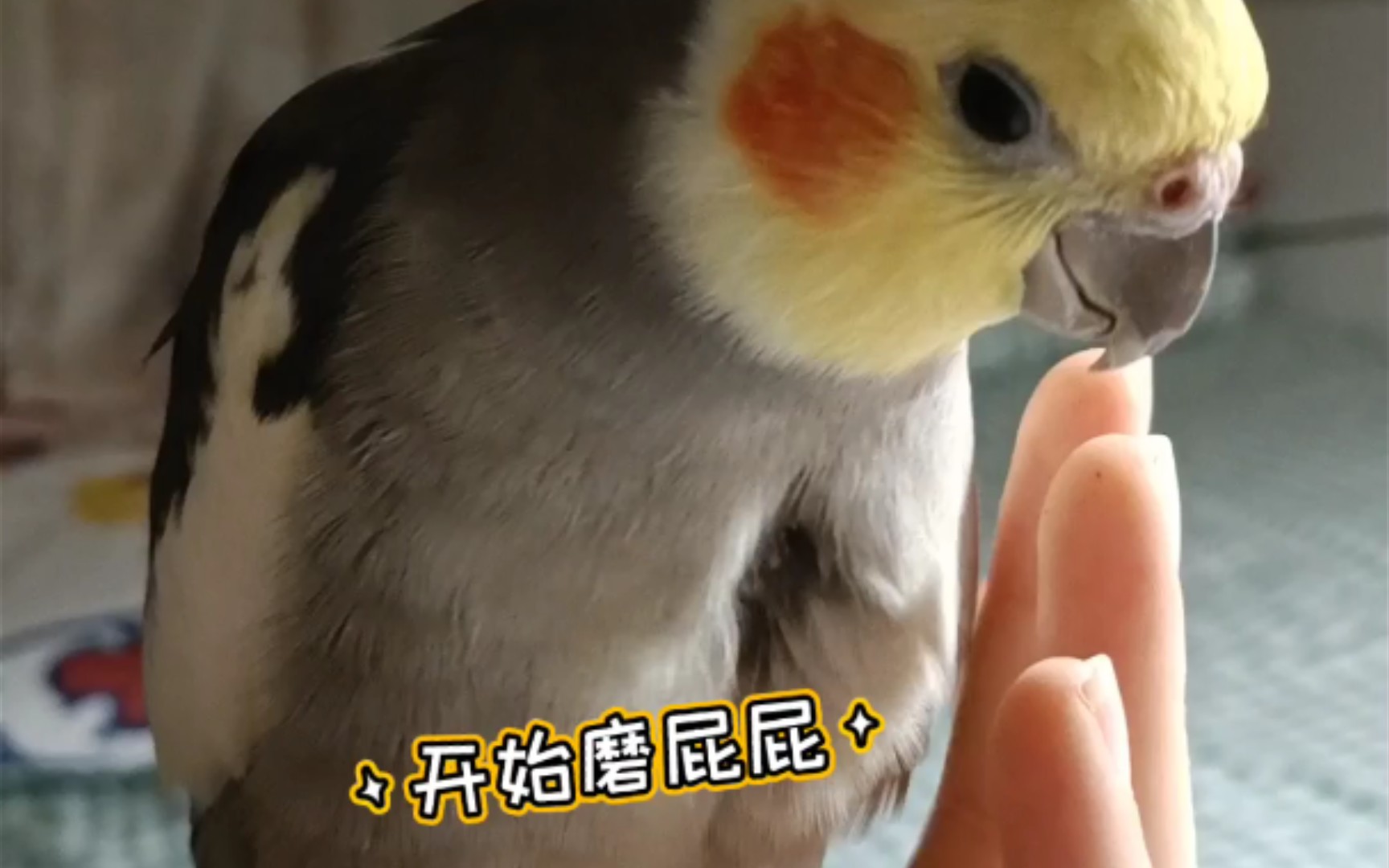 可以色色?可以色色!哔哩哔哩bilibili