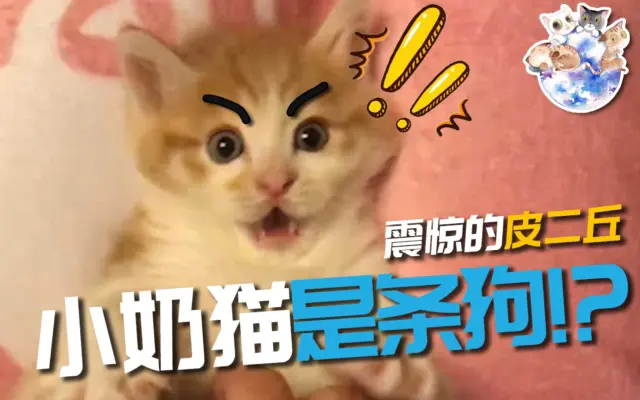 米达麦亚的猫和饭的个人空间 哔哩哔哩 Bilibili