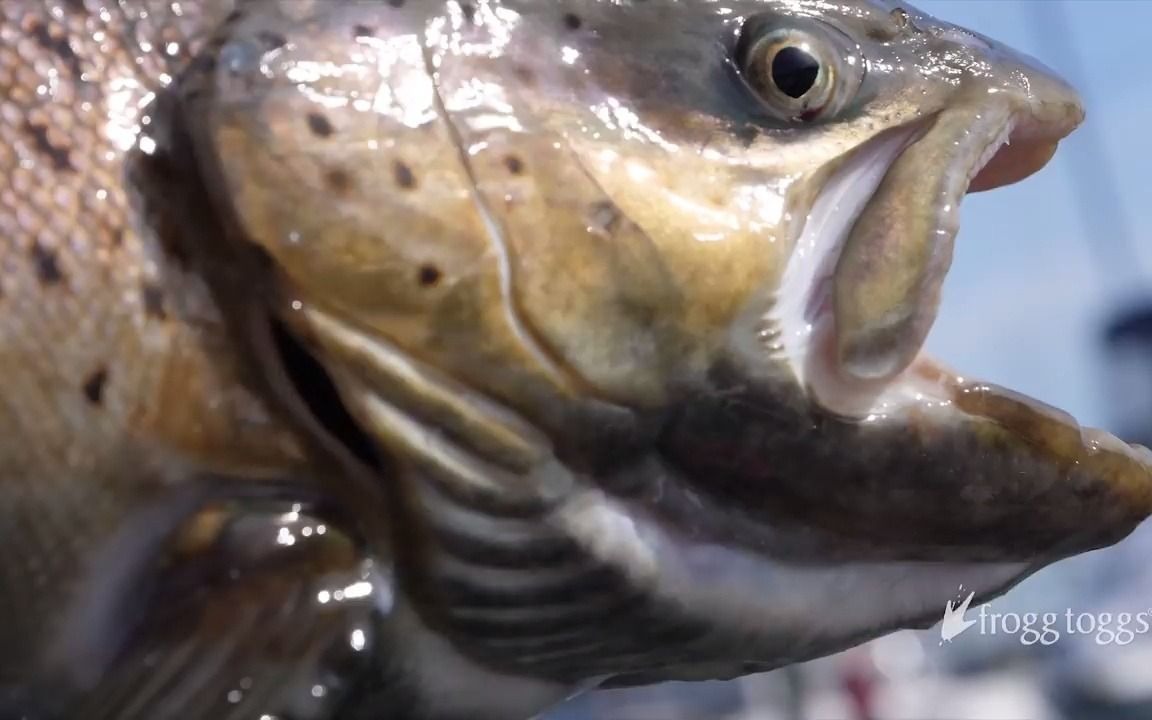 [图]Fishing for Monster Brown Trout by Downtown Milwaukee on Lake Michigan - ft. Eri