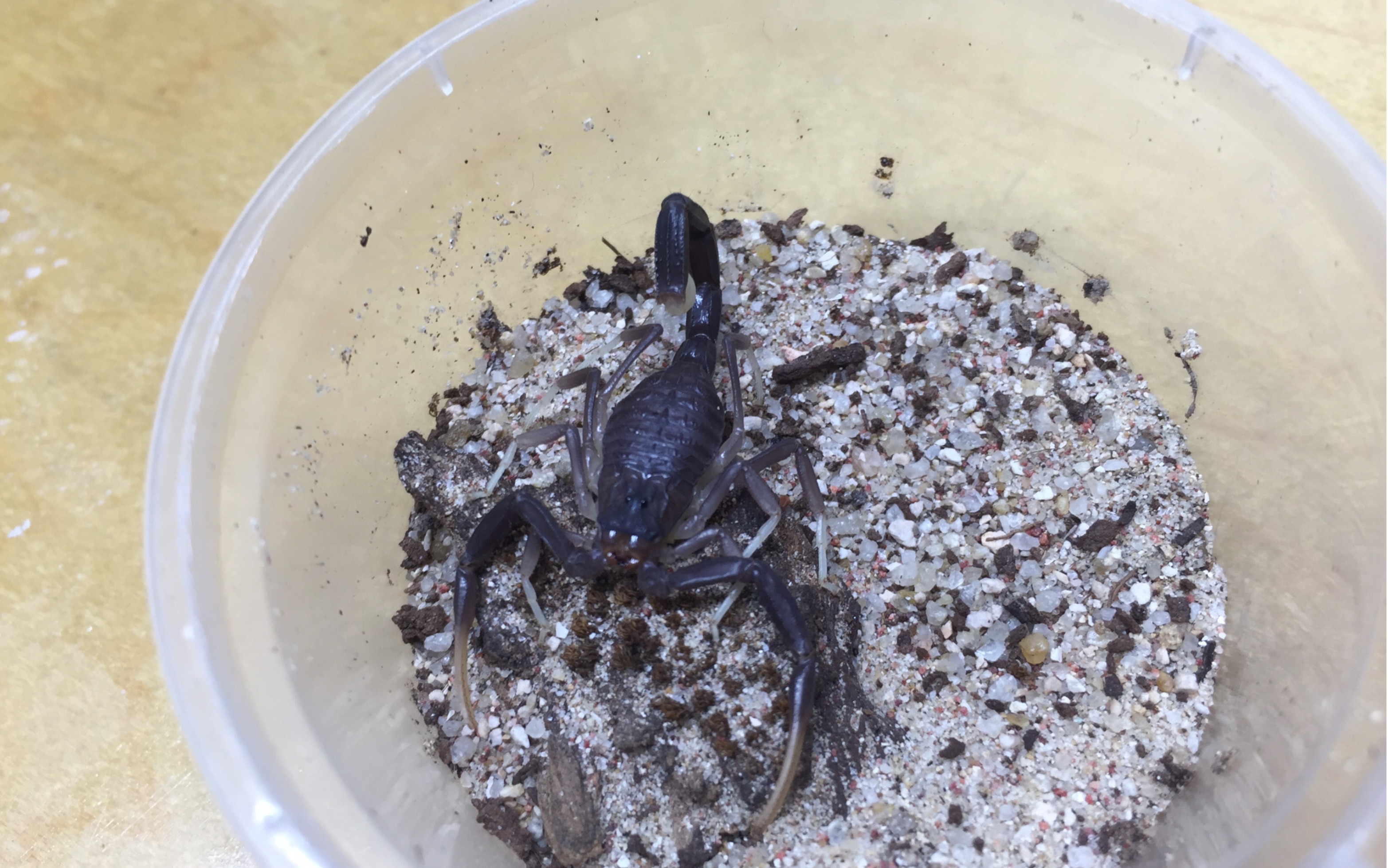 闲聊逗逗约旦滑尾蝎lj