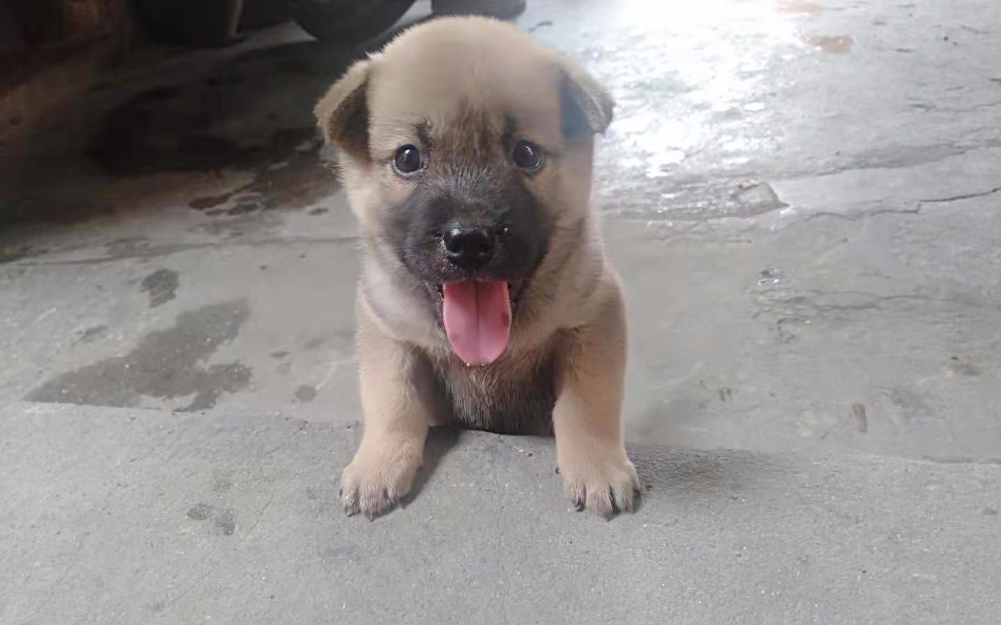 田园犬小奶狗,最喜欢趴在门槛上卖萌,毛茸茸的像颗肉球