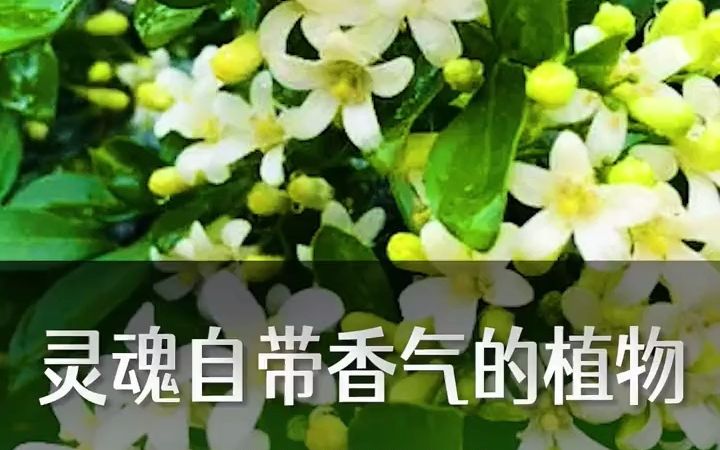 这是一个带有香味的视频分享茉莉、栀子九里香、米兰四种香味好闻的盆栽哔哩哔哩bilibili