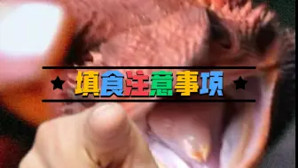 Download Video: 【撸龙宝典】鬃狮蜥饲养技巧之填食注意事项