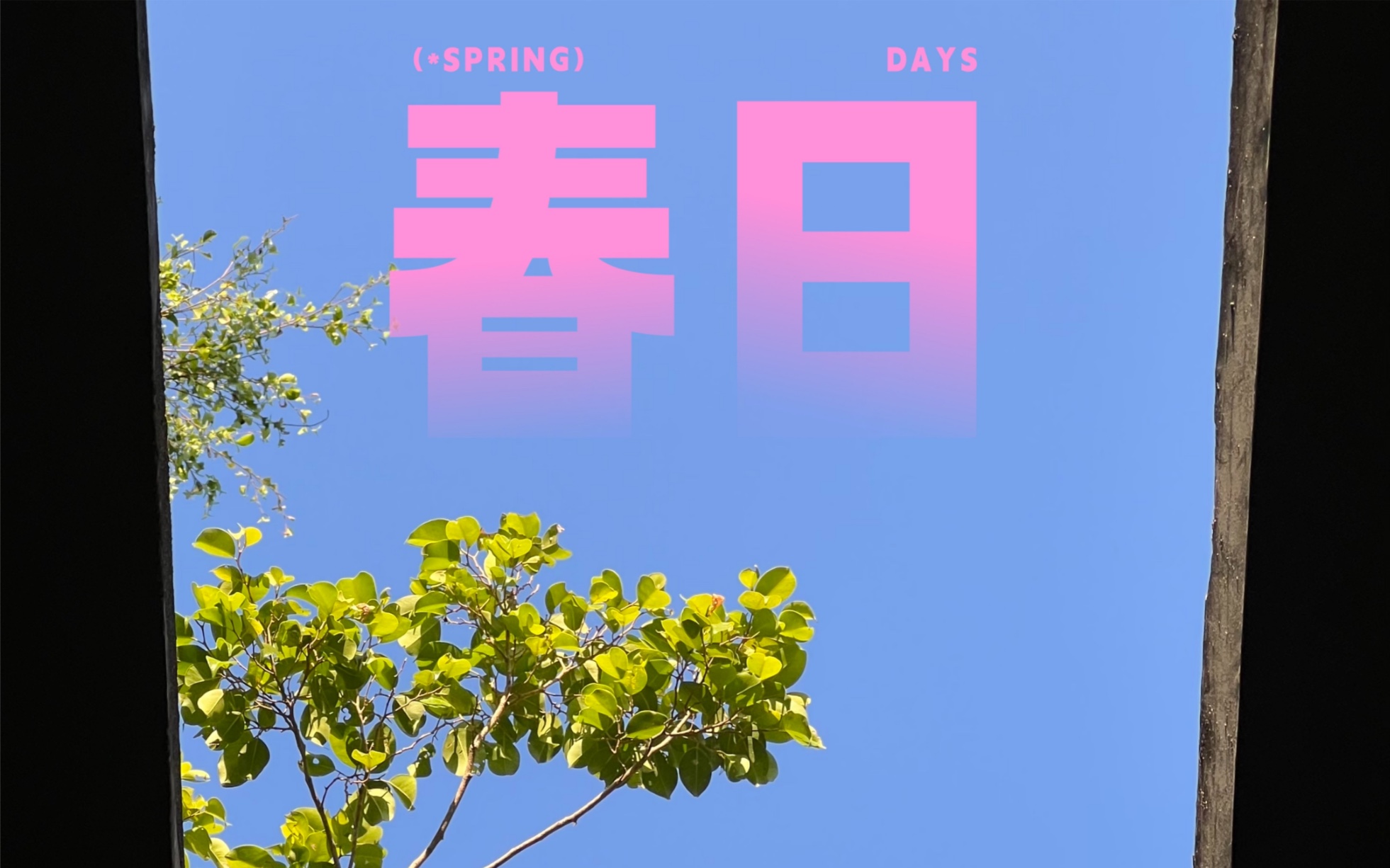 春日限定|最是一年春好处,绝胜烟柳满皇都.