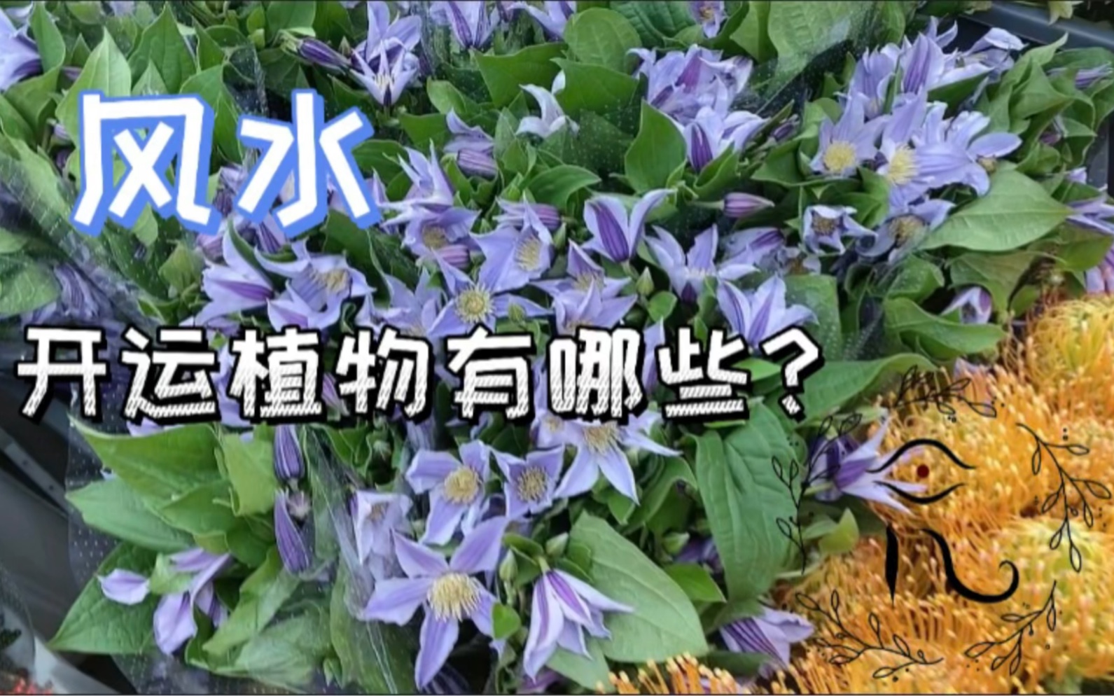 [图]风水｜好运植物在哪里？