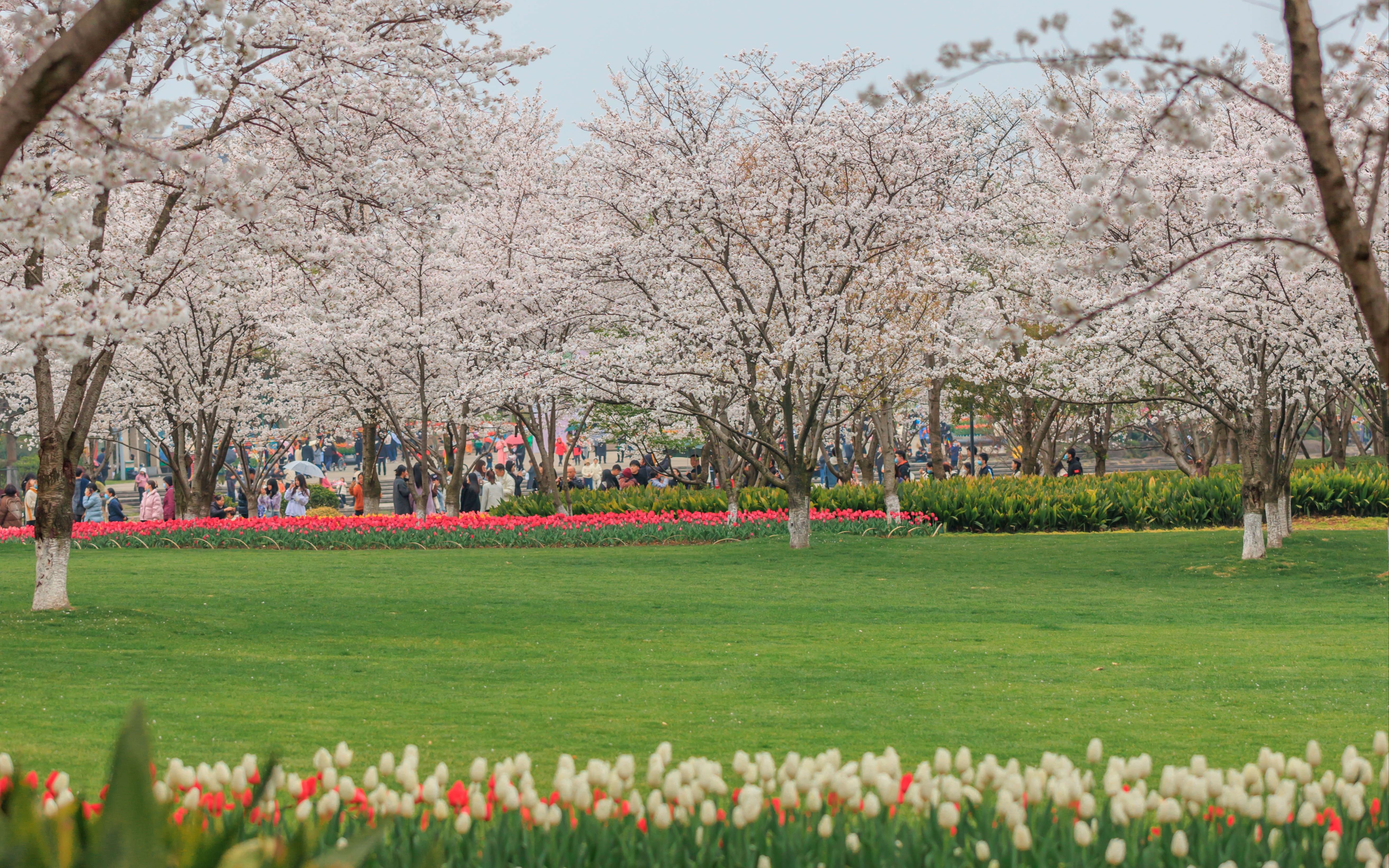 绍兴瓜渚湖-樱花与郁金香