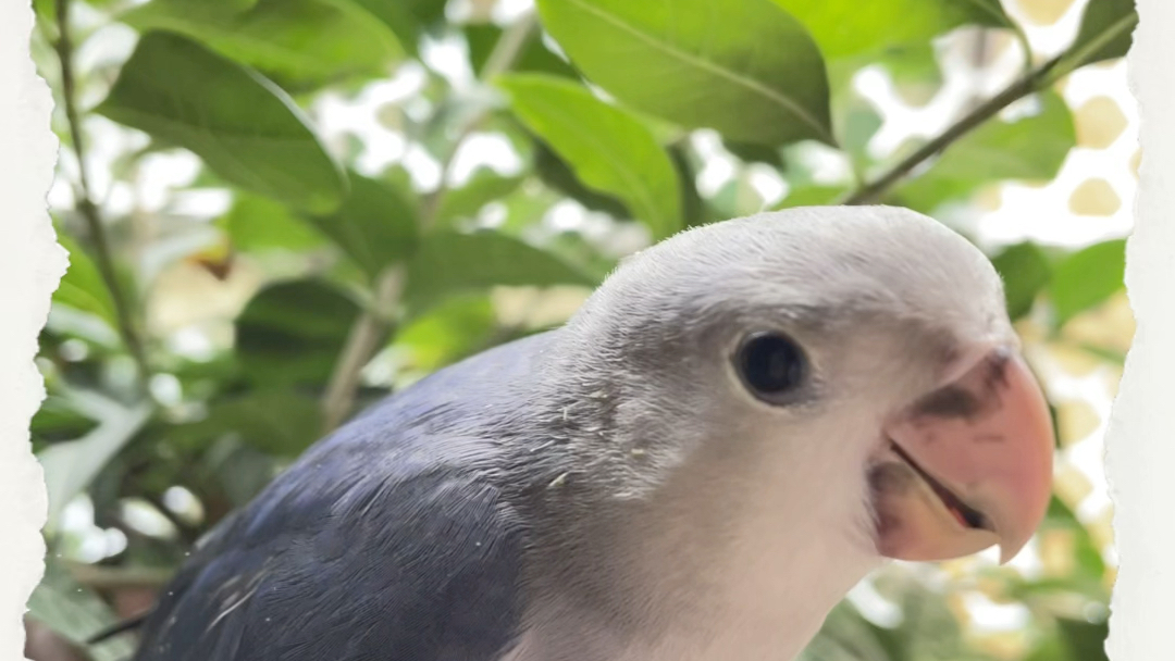 一只粘人又调皮的捣蛋鬼 紫罗兰牡丹鹦鹉 只要出笼就爱待你身上